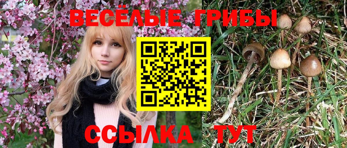 продажа наркотиков  Вход с VPN  Псилоцибиновые грибы ЛСД  Благодарный  Псилоцибиновые грибы MAGIC MUSHROOMS 